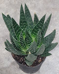 4" Gasteria Royal Wolfgang (Sale)